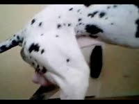 Dalmatian dog as a canine dildo